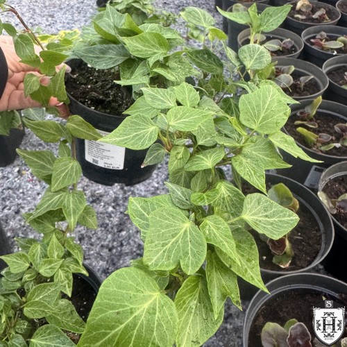 Hedera helix 'Natasha' - Harilik luuderohi 'Natasha' P11/0,75L
